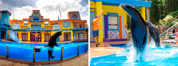 Clyde-&-Seamore’s-Sea-Lion-High