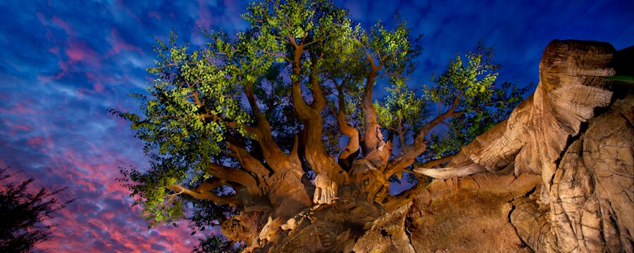 Animal Kingdom | GUIA DA DISNEY